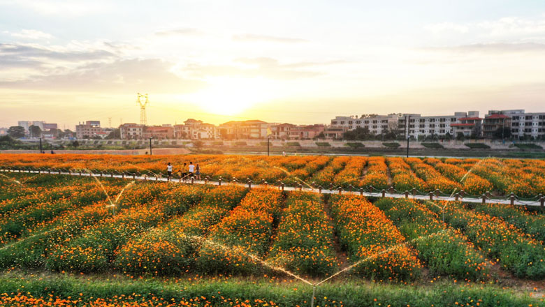 你闻，这里的冬日也可花香满城