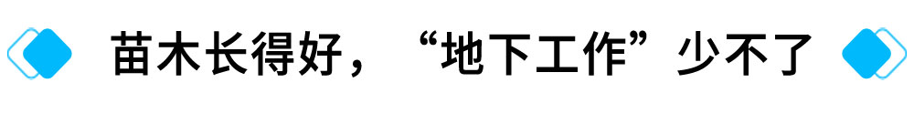 苗木长得好，“地下工作”少不了.jpg